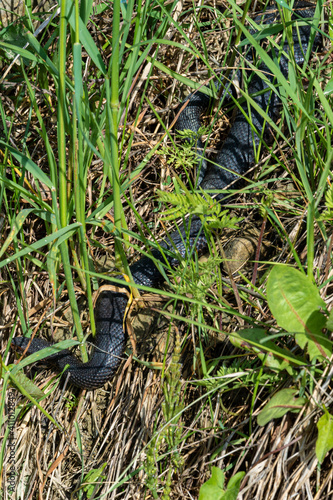 Carpathian viper hunts in disguise in the green grass. A poisonous black snake hides in the steppes of Ukraine. photo