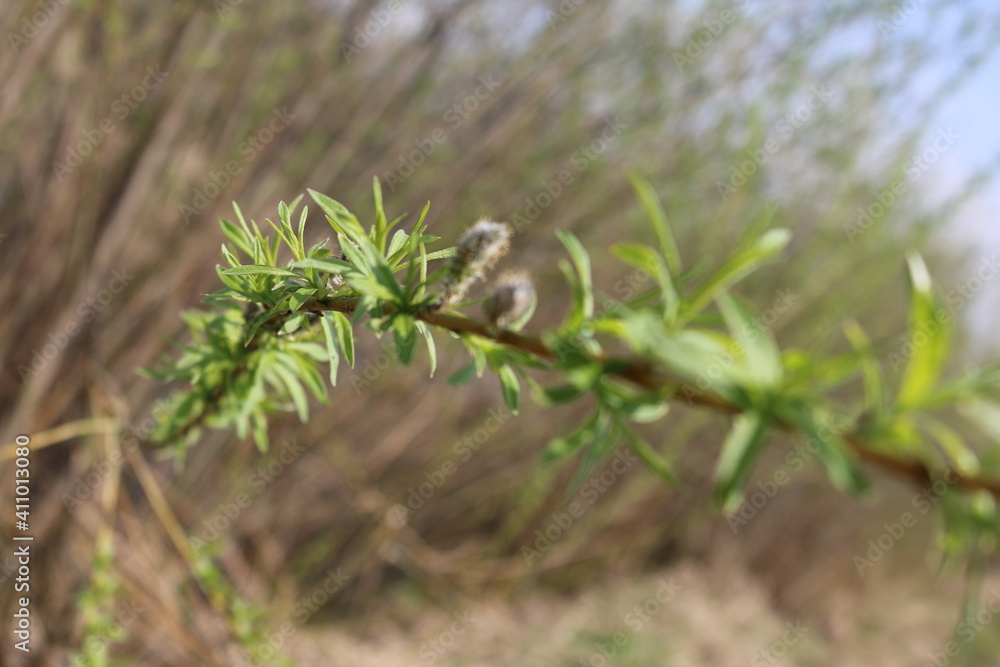 small green leaves on the branches spring small green leaves on the branches spring