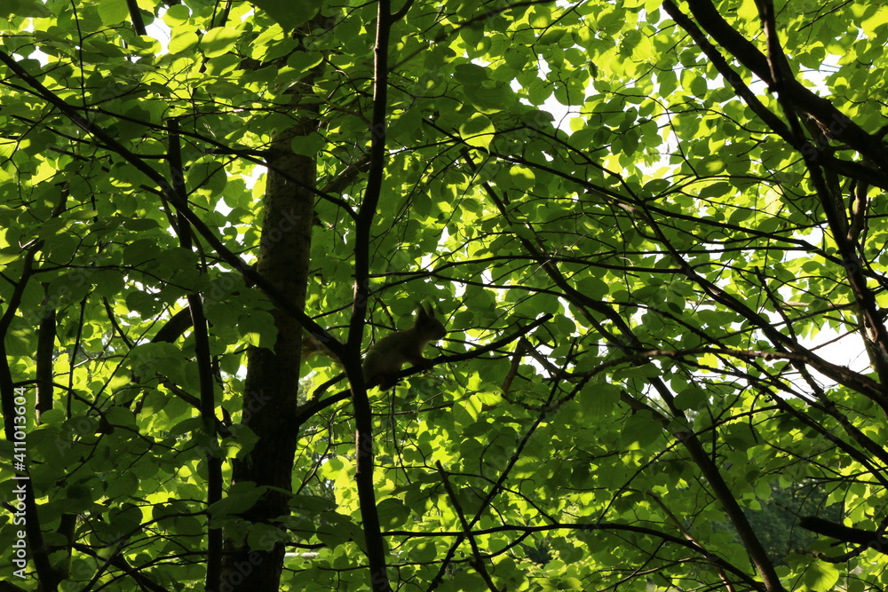 Fototapeta premium squirrel on a tree in summer