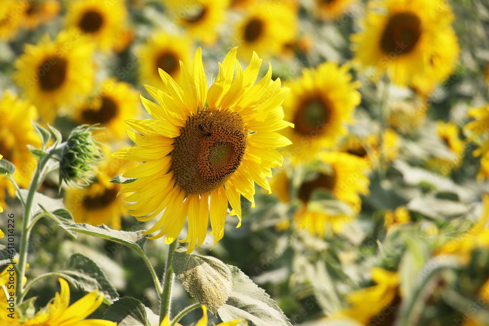 Fototapeta premium closeup sunflower in field
