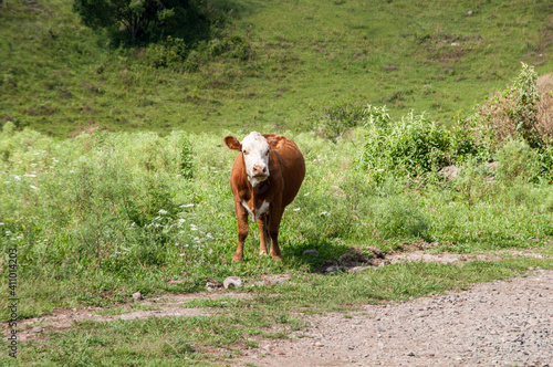 cow on the meadow in São Marcos , Rio Grande do Sul