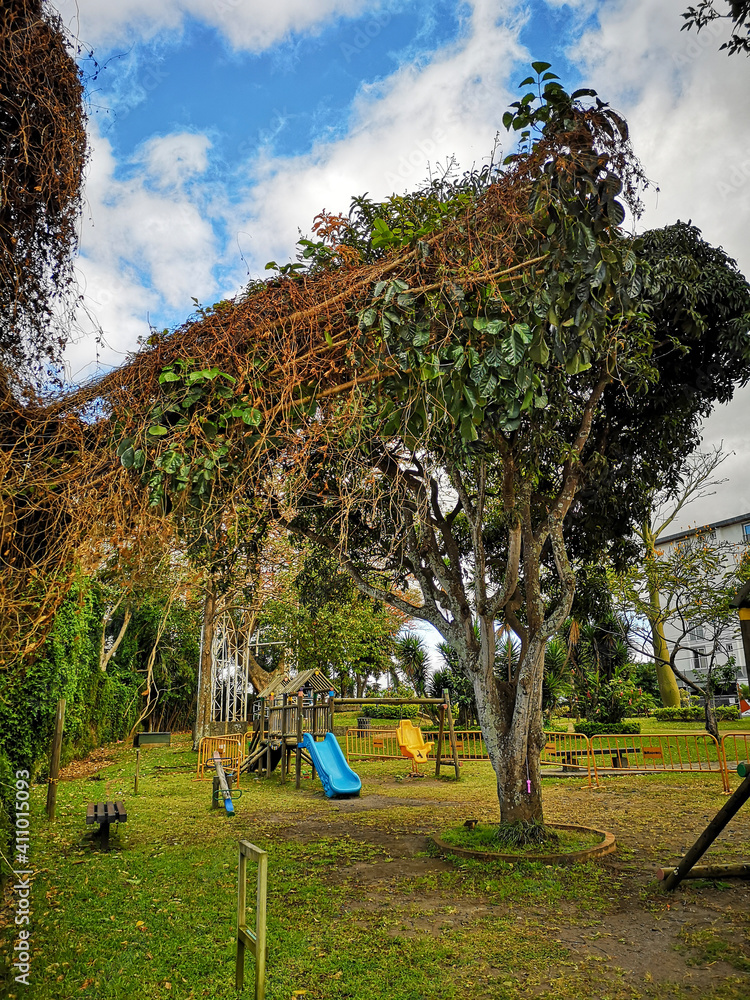 Fototapeta premium tree in the park