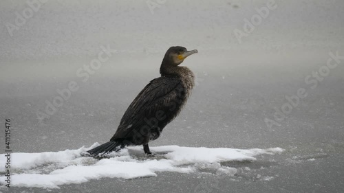 Large cormorant standing on the ice in winter  photo