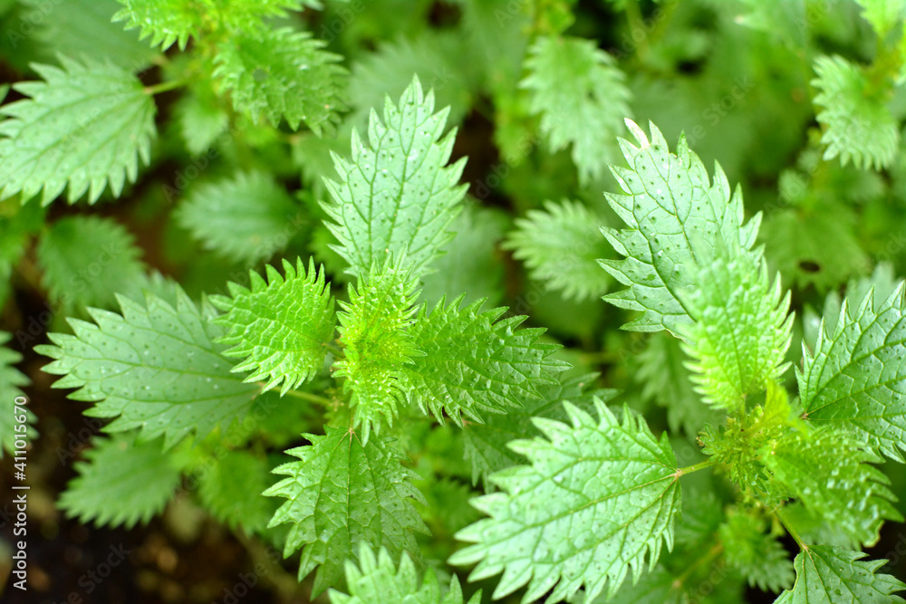 In nature grows stinging nettles (Urtica urens) In nature grows stinging nettles (Urtica urens)