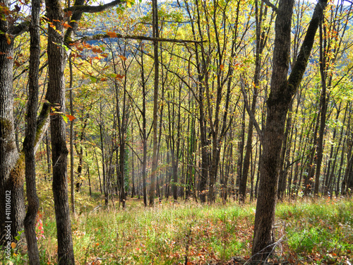 Autumn forest in the mountains