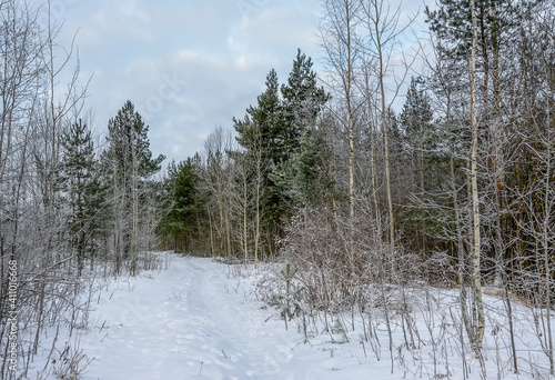 Walk in the winter forest in frosty weather