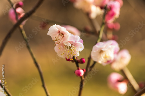 白梅と蕾、2月横浜大倉山公園