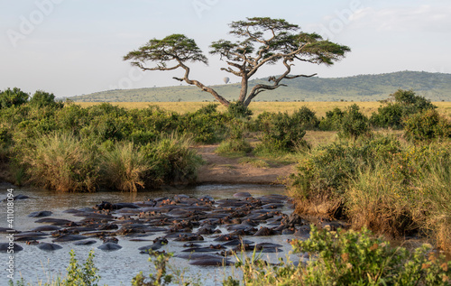 landscape in the serengety with gippo