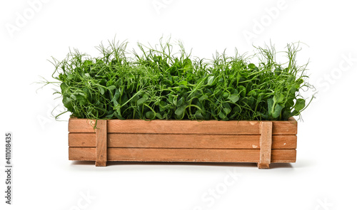 Green peas microgreen in wooden box on white