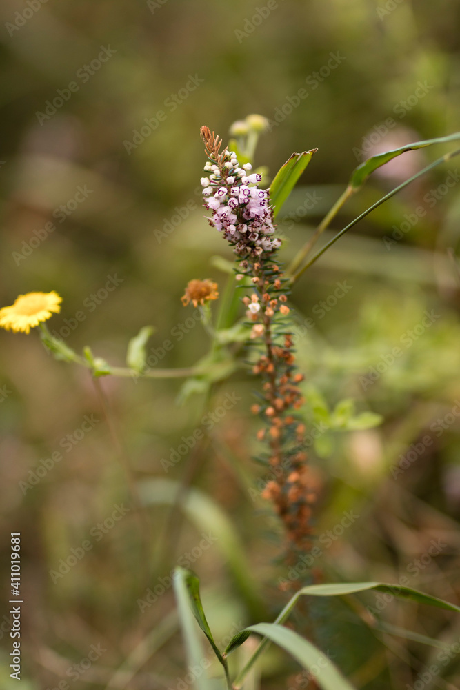 Closeup image of flowering plant wandering heath (Erica vegans). Closeup image of flowering plant wandering heath (Erica vegans).