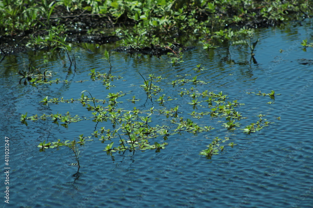 Laguna Laguna