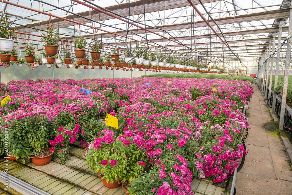 rows of young flowers aster in greenhouse with a lot of indoor plants on plantation