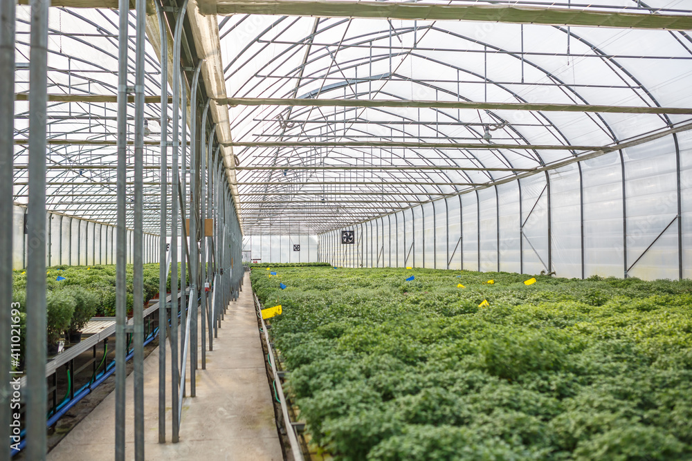rows of young flowers in greenhouse with a lot of indoor plants on plantation rows of young flowers in greenhouse with a lot of indoor plants on plantation