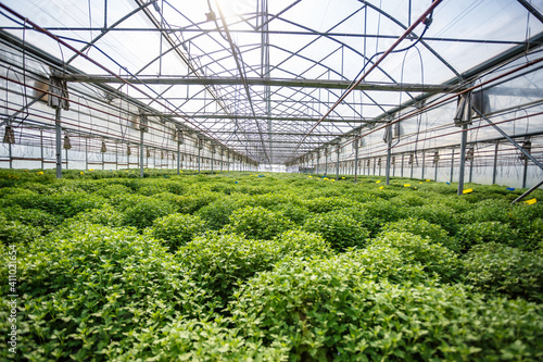 rows of young flowers in greenhouse with a lot of indoor plants on plantation © hiv360