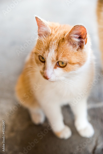 Red and white cat is sitting