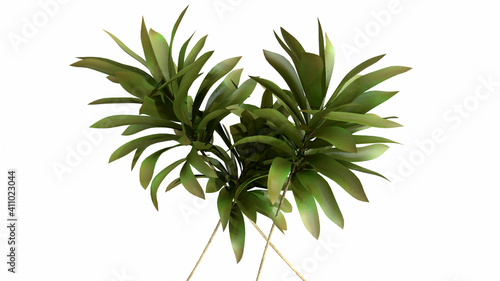 Tropical palm leaves on white background - 3d render. Natural composition of the branches for advertising  presentation design  wallpaper  products. Fashionable botany and organic with copy space.