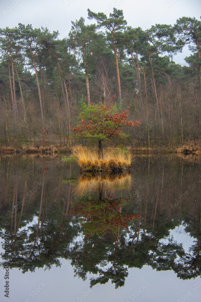 Obraz premium Tree reflecting on still water