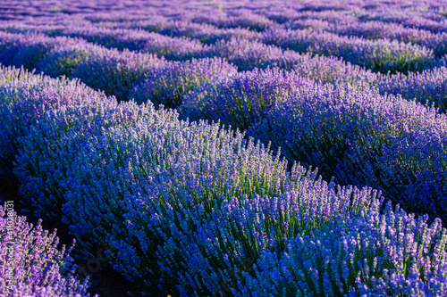 Purple lavender flower detail. Floral landscape with beautiful violet blooming