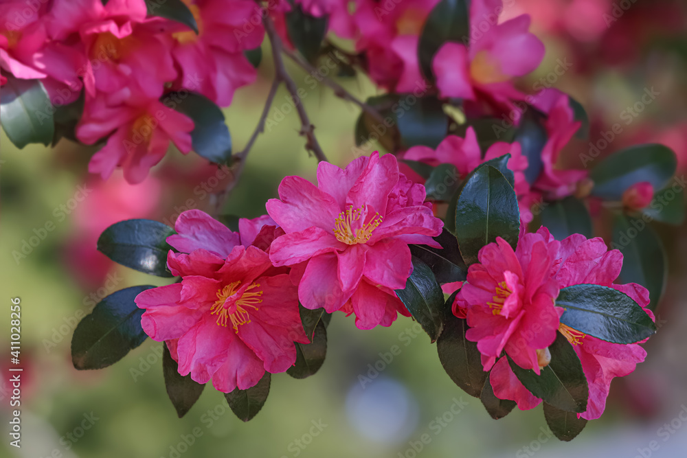 Obraz premium サザンカの花