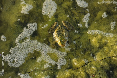 frog. green water bush photographed from above.