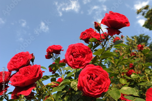 The gardens of Balchik. Red roses blooming in the beautiful gardens of Balchik, Bulgaria. Photo of the day. photo