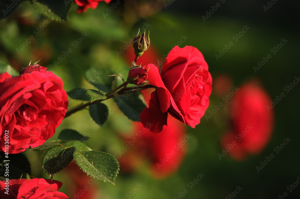 The gardens of Balchik. Red roses blooming in the beautiful gardens of Balchik, Bulgaria. Photo of the day. The gardens of Balchik. Red roses blooming in the beautiful gardens of Balchik, Bulgaria. Photo of the day.