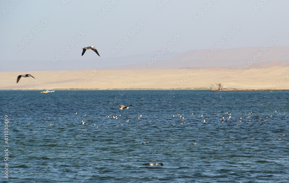 Calm, icy waters and wildlife in the Paracas Peru National Reserve