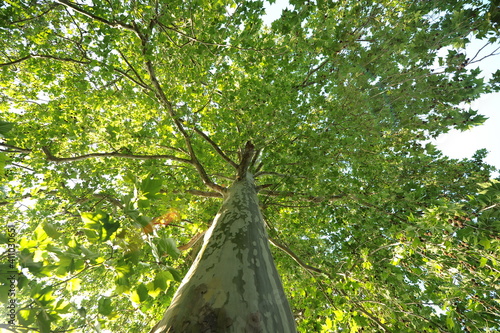 Elm. Tree scotch in detail in a beautiful spring. Photo during the day. photo