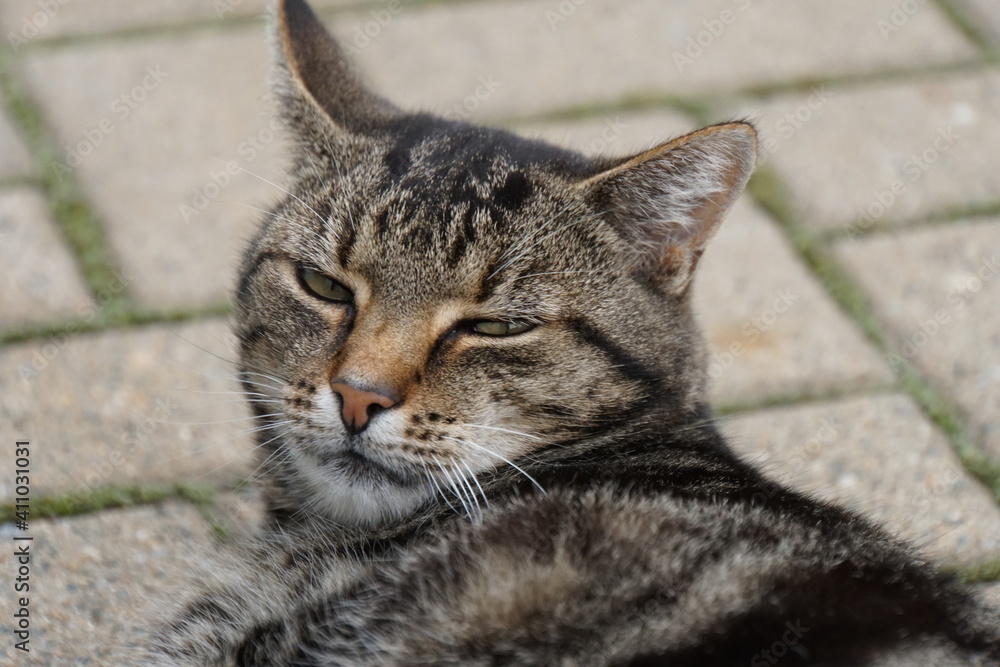 Obraz premium Meine süße Wildkatze