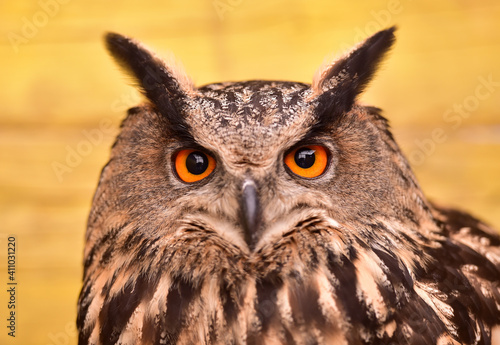 Owl or owl is a name given to several species of birds in the Strigidae Family, detail, day photography.