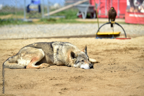 Dog resting on the warm sand on a beautiful summer day.