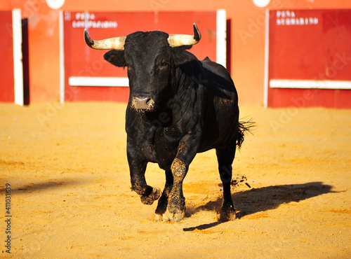 toro bravo español en una plaza de toros