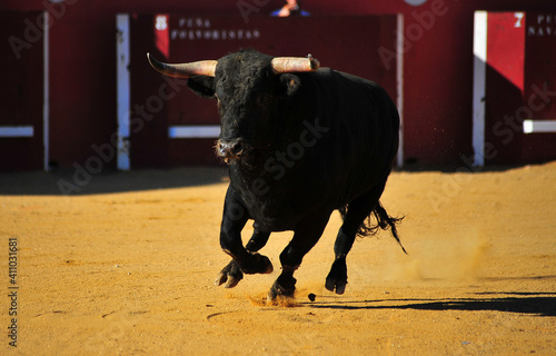 toro bravo español con grandes cuernos en una plaza de toros