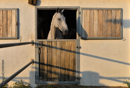 White horse in the stable. Horse waiting for children to ride in the stable. photo