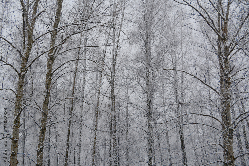 Snowfall in winter forest. Trees covered by snow on the background of grey sky Snowfall in winter forest. Trees covered by snow on the background of grey sky