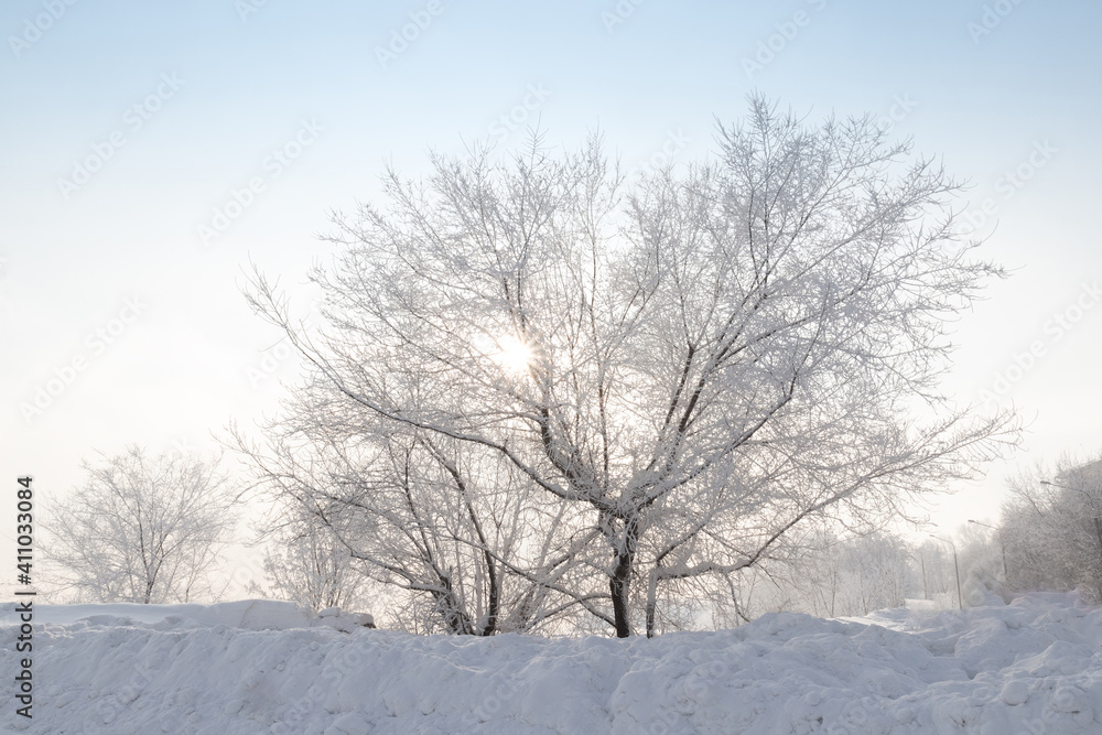 Glittering sun between the branches of a snow-covered tree. Morning snowy winter landscape