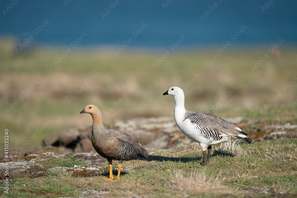 The Upland goose or Magellan goose (Chloephaga picta) The Upland goose or Magellan goose (Chloephaga picta)