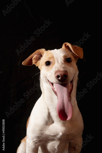 jack russell puppy on a black background © Alexey