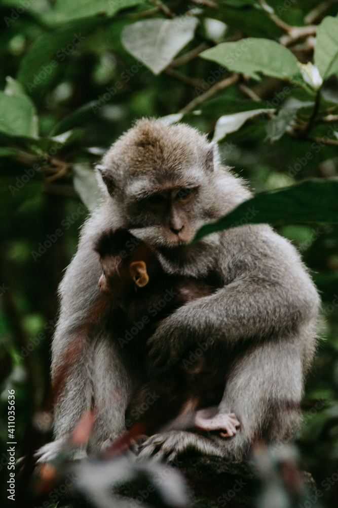 Sacred Monkey Forest Ubud. Animal/wildlife concept. View of the adult macaque monkey in Bali Indonesia. Tourist popular attraction/destination. Sacred Monkey Forest Ubud. Animal/wildlife concept. View of the adult macaque monkey in Bali Indonesia. Tourist popular attraction/destination.