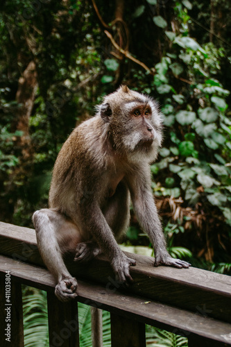 Sacred Monkey Forest Ubud. Animal/wildlife concept. View of the adult macaque monkey in Bali Indonesia. Tourist popular attraction/destination. © Dajahof