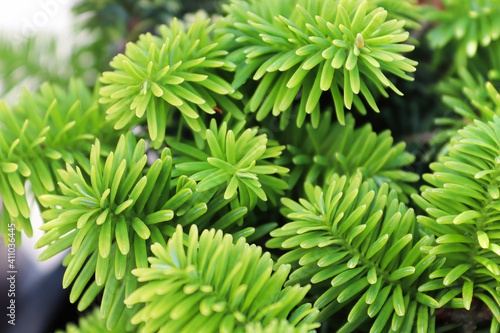 Fototapete Closeup of the needles on a dwarf balsam fir