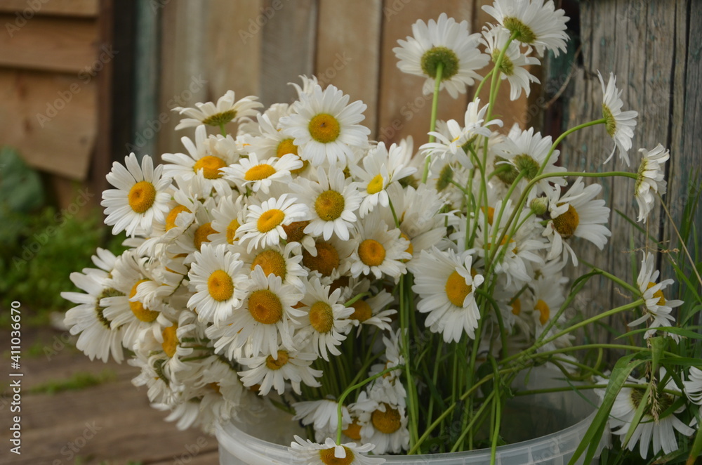 Obraz premium bouquet of daisies