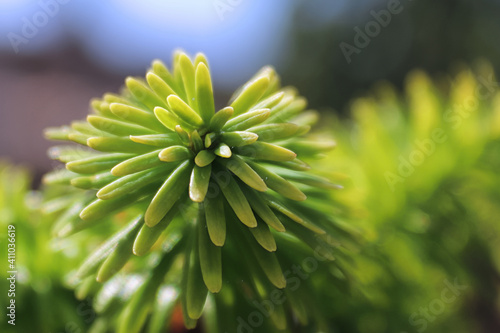 Closeup of the needle tips on a fir tree photo