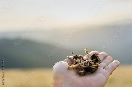 Canvas-taulu Psilocybin mushrooms in hand