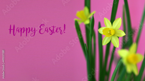 Mini Daffodil on pink background with text "Happy Easter"