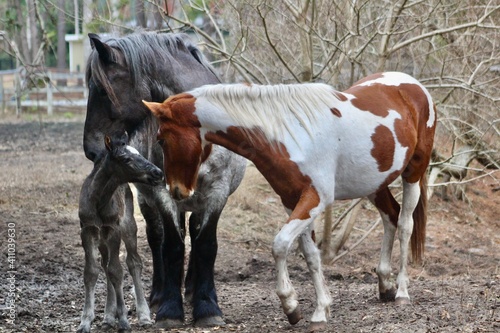 Horse family © Kimberley
