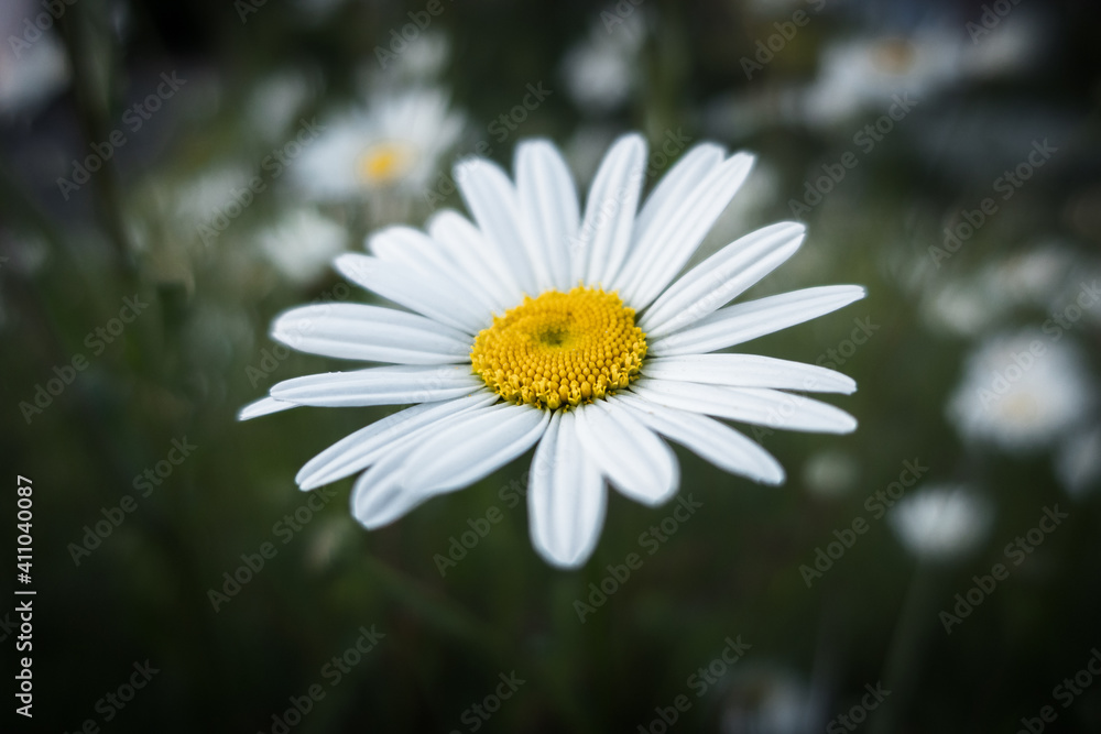 Fototapeta premium daisy in the garden