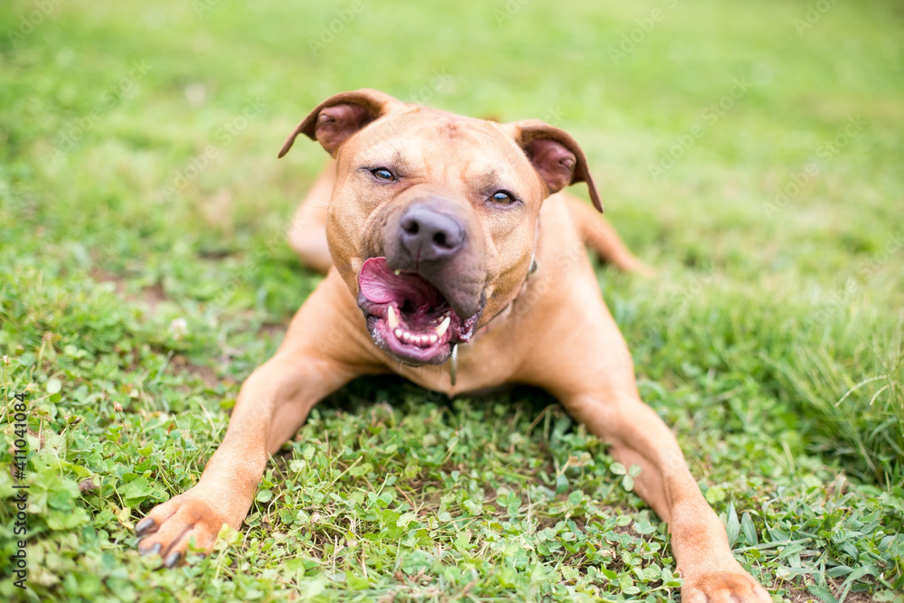 A Pit Bull Terrier mixed breed dog lying down in the grass and licking its lips