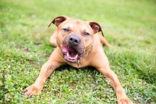 A Pit Bull Terrier mixed breed dog lying down in the grass and licking its lips