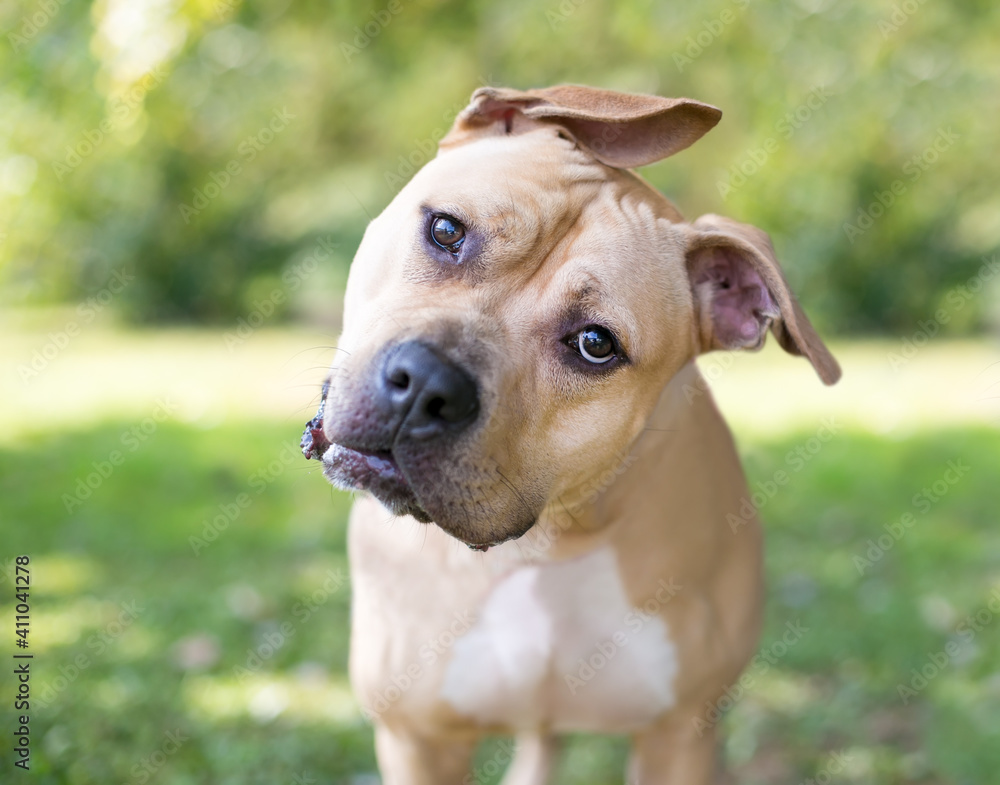 A Pit Bull Terrier mixed breed dog with floppy ears listening with a head tilt